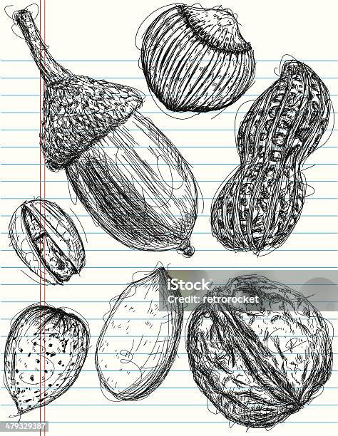 Multiple Nut Sketches Stock Illustration - Download Image Now - Acorn, Walnut, Cool Attitude