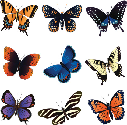 Vector illustrations of common north American butterflies: two tailed swallowtail, Baltimore Checkerspot, Spicebush swallowtail, Diana fritillary, Karner blue, Eastern Tiger swallowtail, Colorado hairstreak, Zebra longwing, Viceroy.