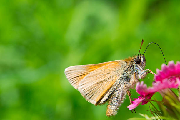 istock Yellow butterfly on red flower 479329736
