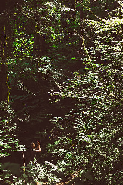 istock Man photographing with smartphone explorer forest 479330462