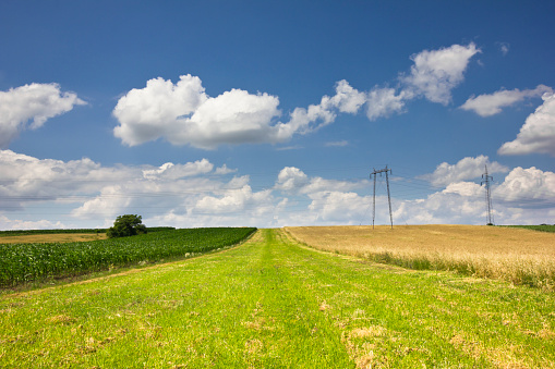 cultivated fields in beautiful European countryside with blue sky and cumulus clouds in background. photo is taken with dslr camera and wide angle lens in summer.