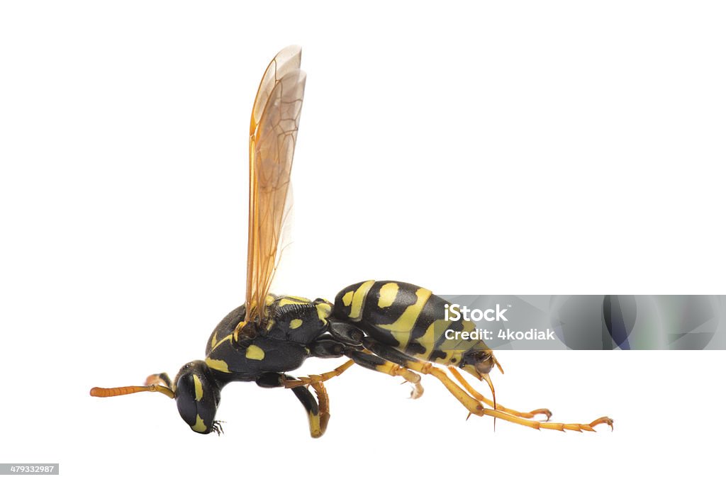 Wasp - Zbiór zdjęć royalty-free (Brzuch)