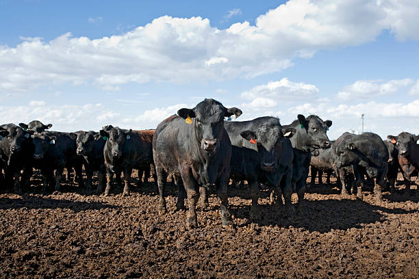 istock Beef Feedlot, North Platt, Nebraska, USA 479335390