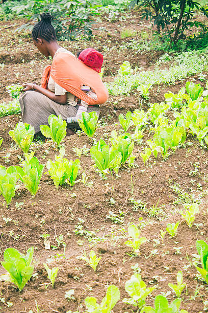 istock Ethiopian farmer picking lettuce in a orchard in Ethiopia 479335588