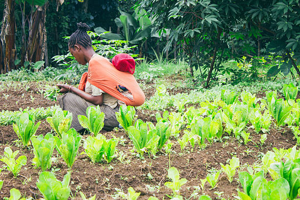 istock Ethiopian farmer picking lettuce in a orchard in Ethiopia 479335598