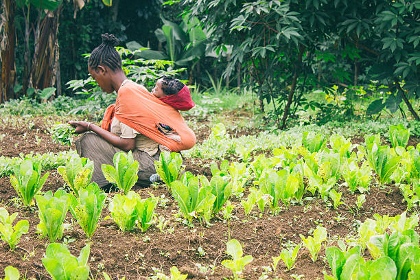 äthiopischer farmer pflücken salat in einem obstgarten in äthiopien - ethiopian people stock-fotos und bilder