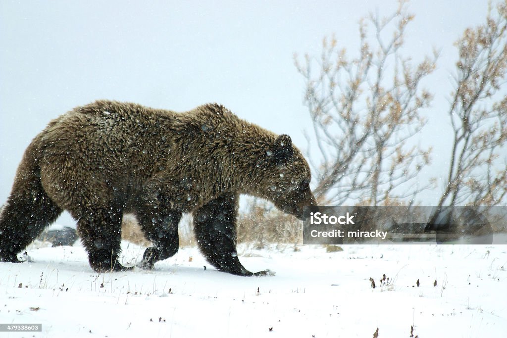 Grizzly bear on snow in Denali National Park Grizzly bear in Denali National Park and Preserve in winter Alaska - US State Stock Photo