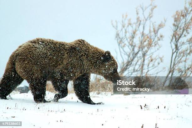 Grizzly Bear On Snow In Denali National Park Stock Photo - Download Image Now - Alaska - US State, Animal, Animal Wildlife