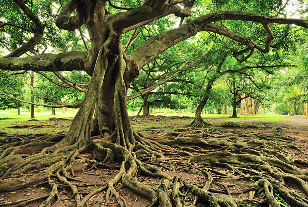 majestic arbre de jardins botaniques royaux, paradeniya, kandy, sri lanka - forest tree nature wilderness area photos et images de collection