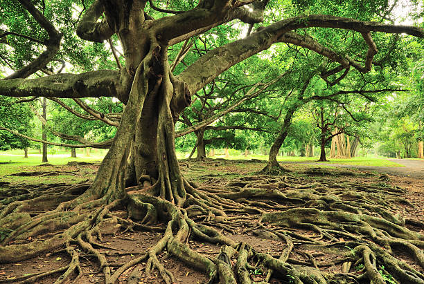 albero maestoso nel royal botanical gardens, paradeniya, kandy, sri lanka - radice intrecciata foto e immagini stock