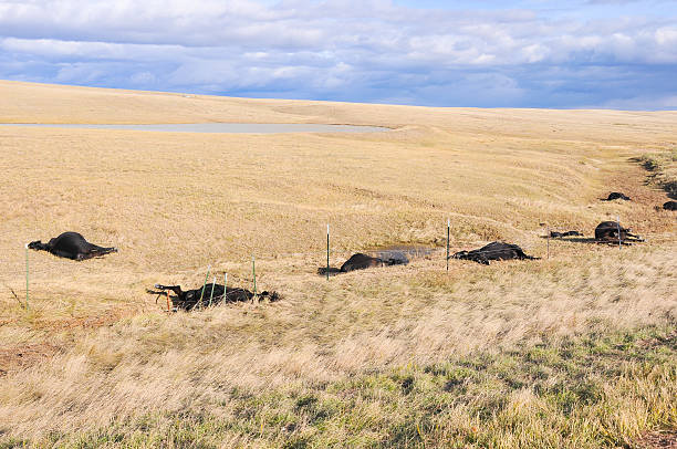 Dead cows in a field stock photo