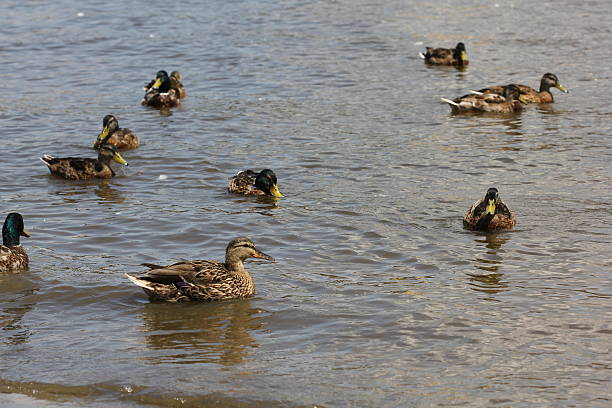 istock Mallard ducks in pond 8446 479339290
