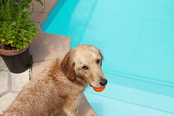 Dog Holding Ball In Mouth At Poolside Mixed breed dog holding ball in mouth at poolside herne bay photos stock pictures, royalty-free photos & images