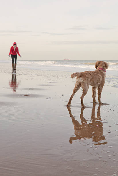 istock Dog With Owner Calling In Background At The Ocean Beach 479339865
