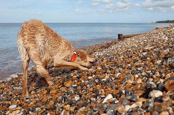 hund auf pebble beach in herne bay - herne stock-fotos und bilder