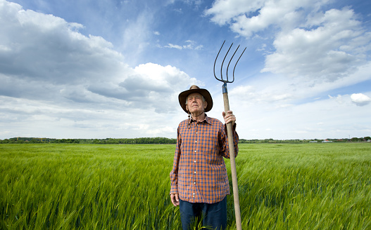 Old farmer with hayfork standing in green barley field in spring