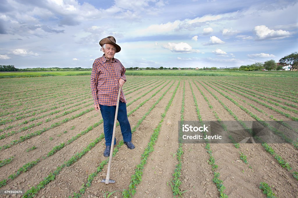 Peasant with hoe in the field Old man with a hoe standing in the sugar beet field in spring Sugar Beet Stock Photo