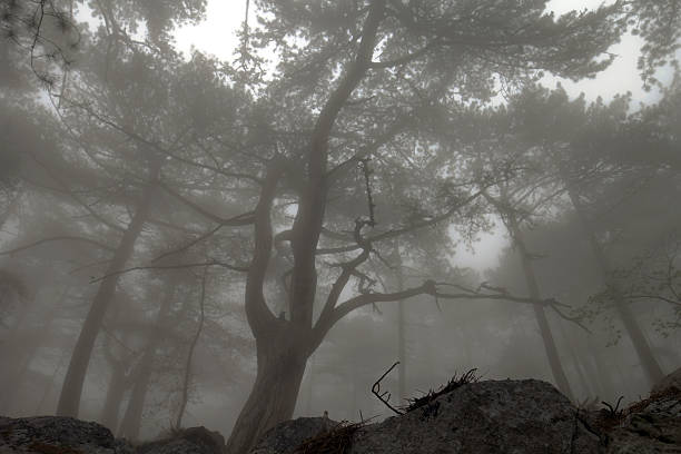 elegancki lesie z mgły - forest transylvania rain fog zdjęcia i obrazy z banku zdjęć