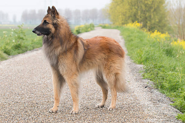 perro pastor belga tervuren, de - tervueren fotografías e imágenes de stock