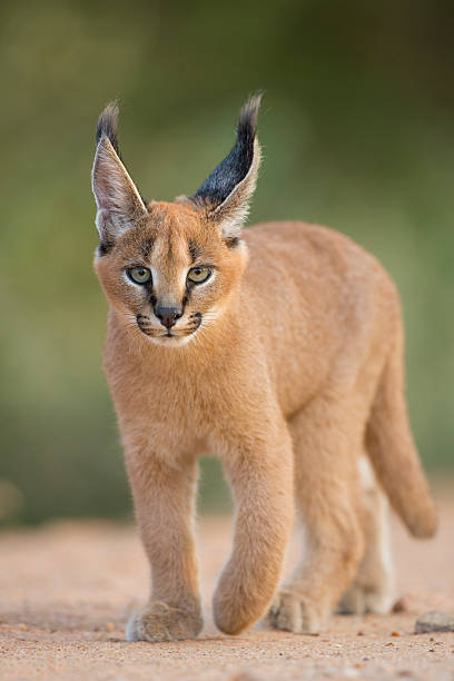 istock Caracal (Felis caracal) walking South Africa 479341717