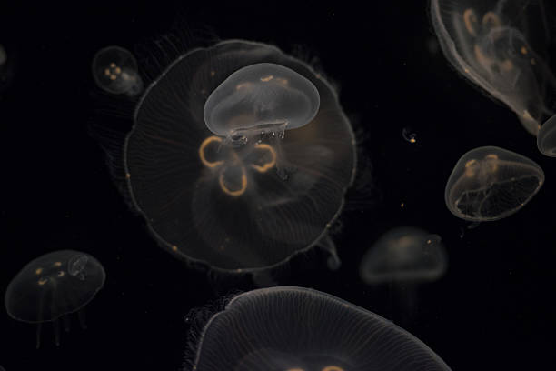 istock jellyfish isolated on black 479342066