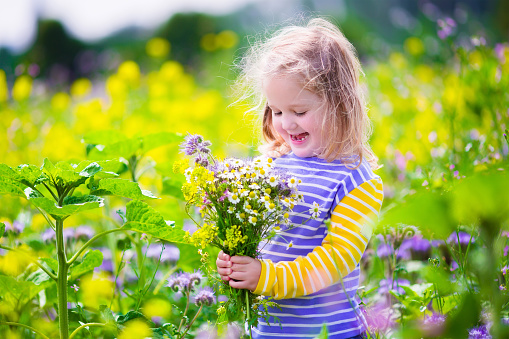 Child picking wild flowers in field. Kids play in a meadow and pick flower bouquet for mother on summer day. Children playing on a farm. Toddler girl outdoors in spring. Family vacation in the country