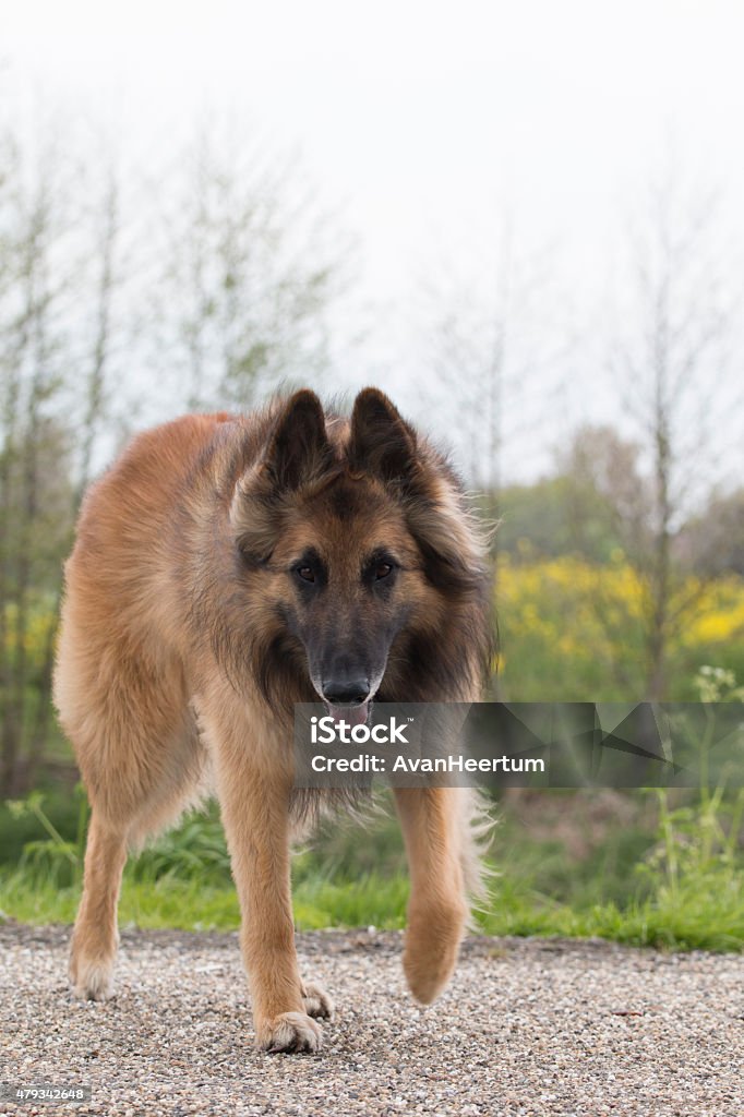 Tervuren Cão Pastor Belga, olhando para a câmera - Foto de stock de 2015 royalty-free