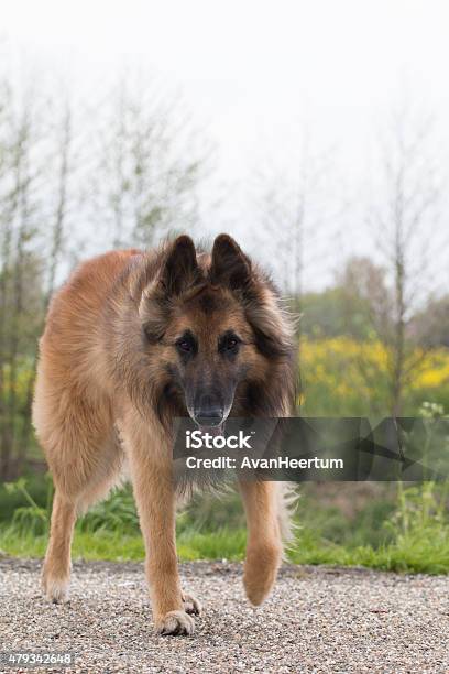 Foto de Tervuren Cão Pastor Belga Olhando Para A Câmera e mais fotos de stock de 2015 - 2015, Adulto, Agilidade