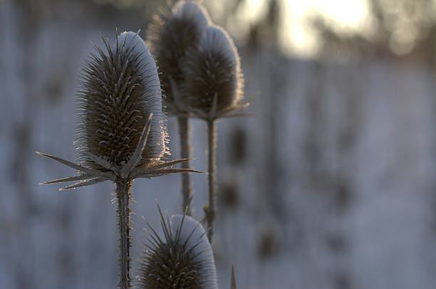 istock Teasel touched with sun and snow 479345289