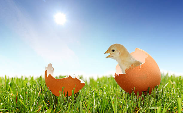 vista de um bebé frango na relva verde - eggs cracked opening fragile imagens e fotografias de stock