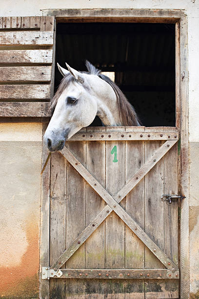 istock White Horse in a Stall 479346242