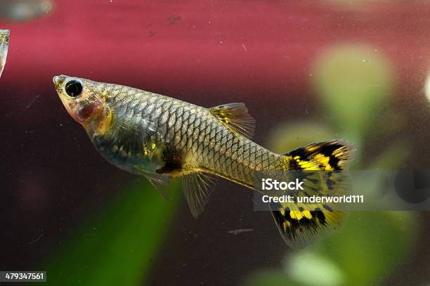 Guppy Multi Colored Fish Stock Photo - Download Image Now - Animal Fin, Animals In Captivity, Aquarium