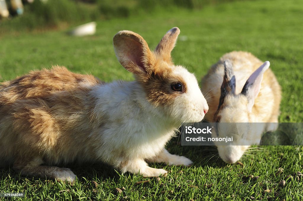 Rabbit in a green grass Agricultural Field Stock Photo