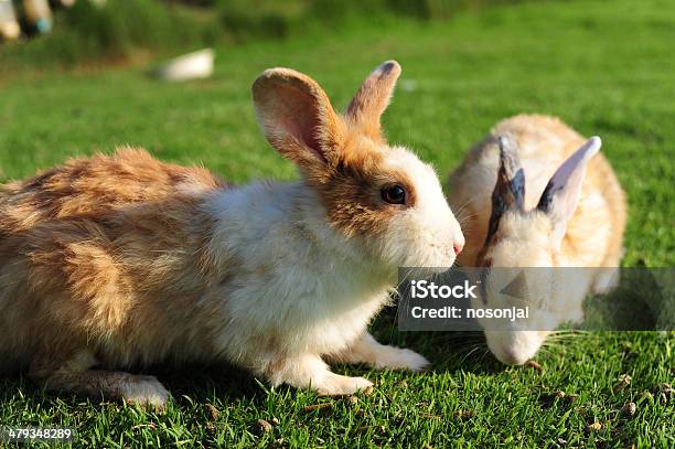 Rabbit In A Green Grass Stock Photo - Download Image Now - Agricultural Field, Alertness, Animal