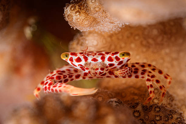 trapezia tigrina, rosso-spotted guardia di granchio - profile photo flash foto e immagini stock