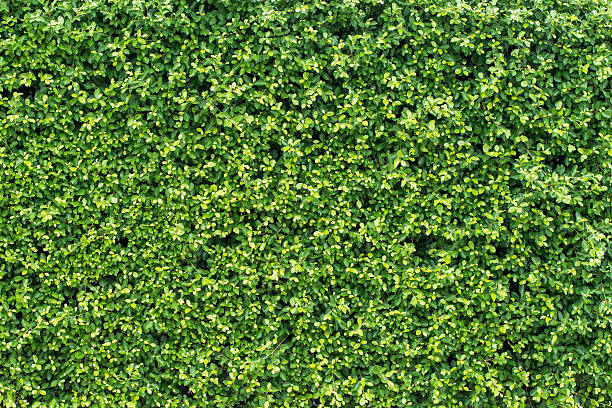 banyan foglie verdi parete - flora lussureggiante foto e immagini stock
