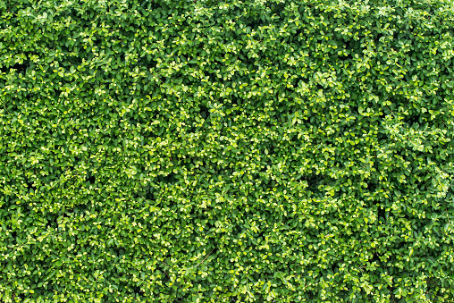 Green flowers leaves pattern background