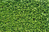 banyan green leaves wall