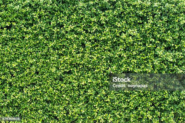 Banyan Green Leaves Wall Stock Photo - Download Image Now - Wall - Building Feature, Lush Foliage, Textured Effect
