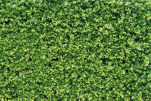 Photo of banyan green leaves wall