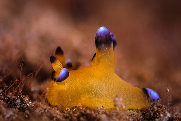 nudibrânquio pikachu-thecacera pacifica - profile photo flash imagens e fotografias de stock