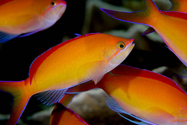 redfin anthias (pseudanthias dispar), самцы - school of fish flash стоковые фото и изображения