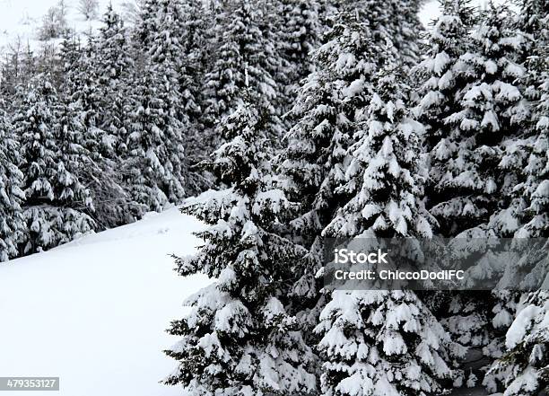 Fir Trees Covered With Snow In The Mountain Stock Photo - Download Image Now - Alto Adige - Italy, Apennines, Austria