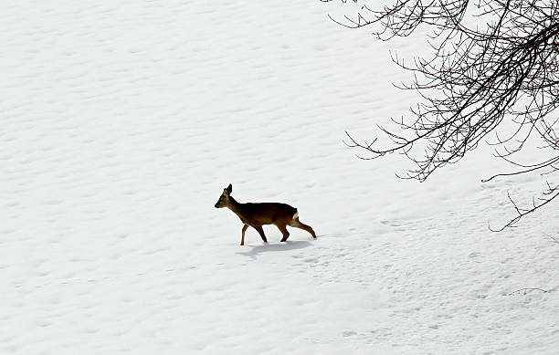 young deer amid the snow white in search of food young roe deer amid the snow white in search of food during the cold winter love roe deer stock pictures, royalty-free photos & images