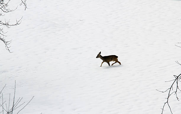 young roe deer amid the snow white young roe deer amid the snow white in search of food during the cold winter in the mountains love roe deer stock pictures, royalty-free photos & images