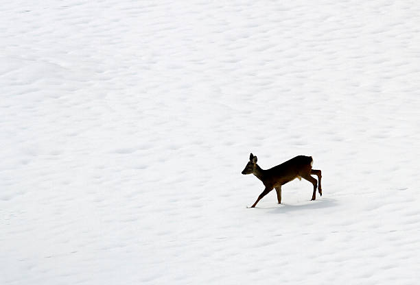 scared young roe deer amid the snow white scared young roe deer amid the snow white in search of food  in the Alps love roe deer stock pictures, royalty-free photos & images