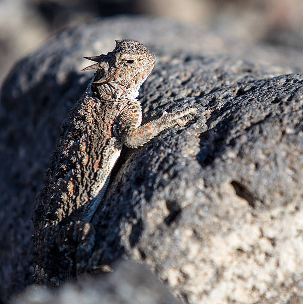 istock Horned Lizard in the Nevada Desert 479353654