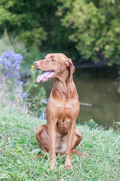 istock Vizsla Dog Outside in Autumn 479354174