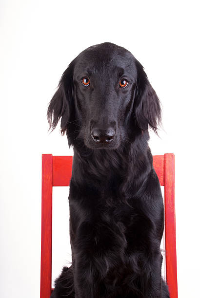 istock Dog on a Chair 479354337