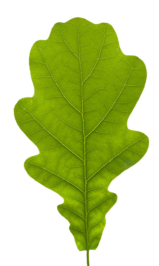 Oak leaves, isolated on white. Clipping Path included